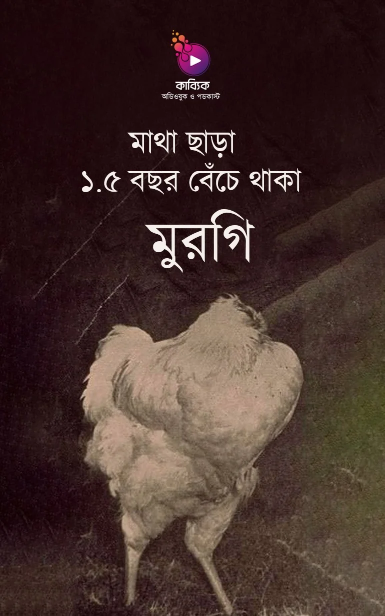 মাথা ছাড়া ১.৫ বছর বেঁচে থাকা মুরগি!_kabbik
